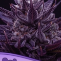 Imperium X Feminised Cannabis Seeds - Anesia Seeds
