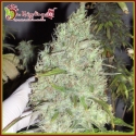 Incredible Bulk CBD Feminised Cannabis Seeds | Dr Krippling. Incredible Bulk CBD Feminised Cannabis Seeds | Dr Krippling.