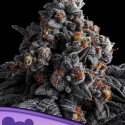 Indigo Sapphire Feminised Cannabis Seeds - Anesia Seeds