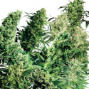 Indoor Mix Regular Cannabis Seeds (25 seeds) | Sensi Seeds Indoor Mix Regular Cannabis Seeds (25 seeds) | Sensi Seeds