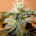 Indoor Mix Feminised Cannabis Seeds | Female Seeds Indoor Mix Feminised Cannabis Seeds | Female Seeds
