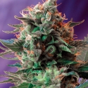 Jack 47 Feminised Cannabis Seeds | Sweet Seeds