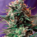 Jack 47 F1 Fast V Feminised Cannabis Seeds | Sweet Seeds