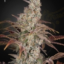 Jack's Dream Feminised Cannabis Seeds | Green House Seeds. Jack's Dream Feminised Cannabis Seeds | Green House Seeds.