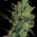 California Nugget Feminised Cannabis Seeds | Kera Seeds California Nugget Feminised Cannabis Seeds | Kera Seeds