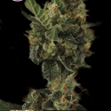 Cherry Grapefruit Feminised Cannabis Seeds | Kera Seeds Cherry Grapefruit Feminised Cannabis Seeds | Kera Seeds