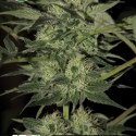 Crazy Bud Auto Feminised Cannabis Seeds | Kera Seeds 