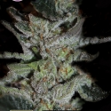 LA Widow Feminised Cannabis Seeds | Kera Seeds