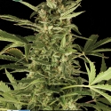 NLX Diamond Auto Feminised Cannabis Seeds | Kera Seeds NLX Diamond Auto Feminised Cannabis Seeds | Kera Seeds