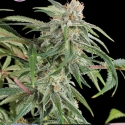 Premium Diesel Feminised Cannabis Seeds | Kera Seeds Premium Diesel Feminised Cannabis Seeds | Kera Seeds