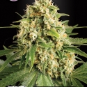 Skunk Feminised Cannabis Seeds | Kera Seeds Skunk Feminised Cannabis Seeds | Kera Seeds
