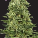 White Thunder Feminised Cannabis Seeds | Kera Seeds White Thunder Feminised Cannabis Seeds | Kera Seeds