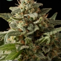 White Widow Auto Feminised Cannabis Seeds | Kera Seeds