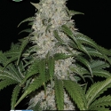 Keramatic Auto Feminised Cannabis Seeds | Kera Seeds