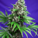 Killer Kush Fast V Feminised Cannabis Seeds | Sweet Seeds Killer Kush Fast V Feminised Cannabis Seeds | Sweet Seeds