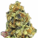 K.O.Kush Feminised Cannabis Seeds | Heavyweight Seeds K.O.Kush Feminised Cannabis Seeds | Heavyweight Seeds