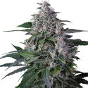 Karel's Hsze Regular Cannabis Seeds - Super Sativa Seed Club Karel's Hsze Regular Cannabis Seeds - Super Sativa Seed Club