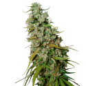 Kee's Old School Haze Regular Cannabis Seeds - Super Sativa Seed Club