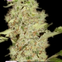 Bubblegum Feminised Cannabis Seeds | Kera Seeds