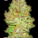 OG Kush Feminised Cannabis Seeds | Kera Seeds OG Kush Feminised Cannabis Seeds | Kera Seeds