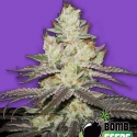 Killer Purps Bomb Feminised Cannabis Seeds | Bomb Seeds Killer Purps Bomb Feminised Cannabis Seeds | Bomb Seeds