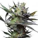 King Kong Feminised Cannabis Seeds | Big Buddha Seeds 