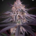 Kings Juice Feminised Cannabis Seeds | Green House Seeds. Kings Juice Feminised Cannabis Seeds | Green House Seeds.
