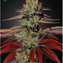 King's Kush Auto Feminised Cannabis Seeds |Green House Seeds King's Kush Auto Feminised Cannabis Seeds |Green House Seeds