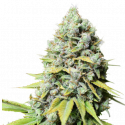 Kosher Haze Feminised Cannabis Seeds - Super Sativa Seed Club Kosher Haze Feminised Cannabis Seeds - Super Sativa Seed Club