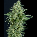 Auto Kryptonite Feminised Cannabis Seeds | Pyramid Seeds Auto Kryptonite Feminised Cannabis Seeds | Pyramid Seeds