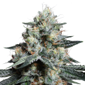 Lave Freeze Feminised Cannabis Seeds - Super Sativa Seed Club Lave Freeze Feminised Cannabis Seeds - Super Sativa Seed Club