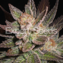 Lavender Feminised Cannabis Seeds | Expert Seeds Lavender Feminised Cannabis Seeds | Expert Seeds