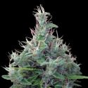 Lebanese Regular Cannabis Seeds | Ace Seeds Lebanese Regular Cannabis Seeds | Ace Seeds