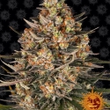 Lemon Drizzle Feminised Cannabis Seeds | Barney's Farm.
