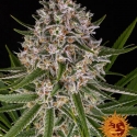 Lemon Haze Auto Feminised Cannabis Seeds | Barney's Farm 