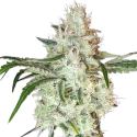 Lemon OG Feminised Cannabis Seeds - Super Sativa Seed Club Lemon OG Feminised Cannabis Seeds - Super Sativa Seed Club