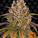 Lemon Tree Feminised Cannabis Seeds | Barney's Farm Lemon Tree Feminised Cannabis Seeds | Barney's Farm