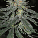 Lemon Venom Feminised Cannabis Seeds | Cream Of The Crop Lemon Venom Feminised Cannabis Seeds | Cream Of The Crop