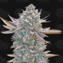 Lemon Zushi Feminised Cannabis Seeds - Terp Treez