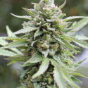 Lemongrass Regular Cannabis Seeds - Humboldt Seed Company