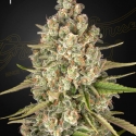 Lost Pearl Feminised Cannabis Seeds | Green House Seeds. Lost Pearl Feminised Cannabis Seeds | Green House Seeds.