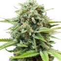 Mac1 Auto Feminised Cannabis Seeds - Growers Choice. Mac1 Auto Feminised Cannabis Seeds - Growers Choice.