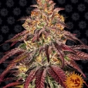 Mimosa x Orange Punch Auto Feminised Cannabis Seeds | Barney's Farm. Mimosa x Orange Punch Auto Feminised Cannabis Seeds | Barney's Farm.