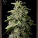 Money Maker Feminised Cannabis Seeds | Strain Hunters 