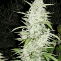 Maroc Feminised Cannabis Seeds | Female Seeds Maroc Feminised Cannabis Seeds | Female Seeds