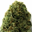 Massive Midget Auto Feminised Cannabis Seeds | Heavyweight Seeds Massive Midget Auto Feminised Cannabis Seeds | Heavyweight Seeds
