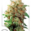 Mazar Feminised Cannabis Seeds | Dutch Passion 