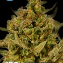 Medical Skunk Feminised Cannabis Seeds | Kera Seeds