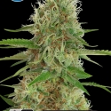 Medical White Widow Feminised Cannabis Seeds Medical White Widow Feminised Cannabis Seeds