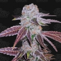 Melon Drip Feminised Cannabis Seeds - Terp Treez Melon Drip Feminised Cannabis Seeds - Terp Treez